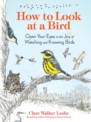 cover image of How to Look at a Bird